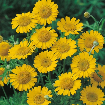 Picture of Herb Chamomile Dyers (Anthemis Tinctoria)